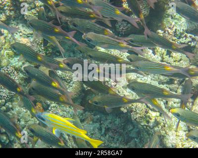 Gros plan de l'École des Sneppers Bluelined (Lutjanus Kasmira). École de vivaneau à rayures bleues allant dans un sens Banque D'Images