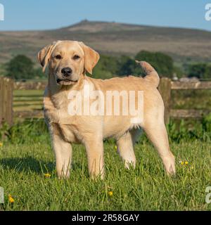 Chiot labrador retriever jaune Banque D'Images