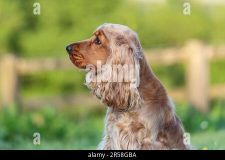 Chien de Cocker anglais Banque D'Images