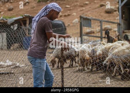 Vallée du Jourdain, Palestine. 01st juin 2023. Un Bédouin palestinien vu près de son Khirbet, menacé de démolition par l'armée israélienne, dans la vallée du Jourdain, dans le nord de la Cisjordanie occupée. Aujourd'hui, 1 juin, le gouvernement israélien a livré onze ordres pour démolir des maisons pour les résidents de ce khirbet, qui est situé près de l'avant-poste illégal de Koki. Crédit : SOPA Images Limited/Alamy Live News Banque D'Images