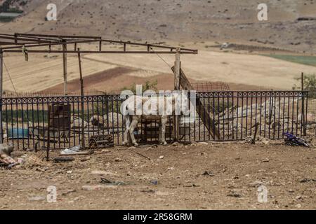 Vallée du Jourdain, Palestine. 01st juin 2023. Vue sur le khirbet, menacé de démolition par l'armée israélienne, dans la vallée du Jourdain, dans le nord de la Cisjordanie occupée. Aujourd'hui, 1 juin, le gouvernement israélien a livré onze ordres pour démolir des maisons pour les résidents de ce khirbet, qui est situé près de l'avant-poste illégal de Koki. Crédit : SOPA Images Limited/Alamy Live News Banque D'Images