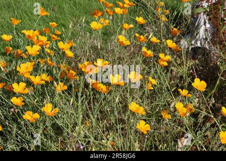 Coquelicots californiens - Eschscholzia californica, fleurs jaunes poussant à l'état sauvage Banque D'Images