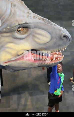 St. Louis, États-Unis. 01st juin 2023. Un enfant saute, essayant de toucher la bouche du T-Rex Dinosaur mécanique lors de la Journée nationale des Dinosaur à St. Louis Science Centre à St. Louis, jeudi, 1 juin 2023. Les dinosaures vivaient il y a des millions d'années et étaient des reptiles et des ancêtres des lézards, des serpents, des tortues et des crocodiles communs qui existent aujourd'hui. Les dinosaures ont vécu durant l'ère mésozoïque ou l'âge des reptiles, qui a commencé il y a environ 252 millions d'années. Photo par Bill Greenblatt/UPI crédit: UPI/Alay Live News Banque D'Images