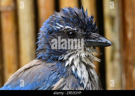 Pacific Grove, Californie, États-Unis. 1st juin 2023. California Scrub-jay (Aphelocoma californica) prend un bain (Credit image: © Rory Merry/ZUMA Press Wire) USAGE ÉDITORIAL SEULEMENT! Non destiné À un usage commercial ! Banque D'Images