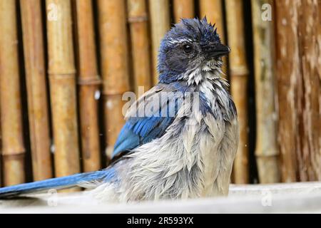 Pacific Grove, Californie, États-Unis. 1st juin 2023. California Scrub-jay (Aphelocoma californica) prend un bain (Credit image: © Rory Merry/ZUMA Press Wire) USAGE ÉDITORIAL SEULEMENT! Non destiné À un usage commercial ! Banque D'Images