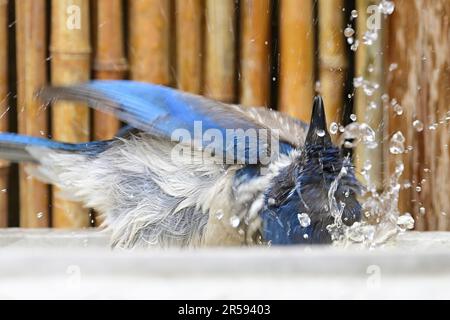 Pacific Grove, Californie, États-Unis. 1st juin 2023. California Scrub-jay (Aphelocoma californica) prend un bain (Credit image: © Rory Merry/ZUMA Press Wire) USAGE ÉDITORIAL SEULEMENT! Non destiné À un usage commercial ! Banque D'Images