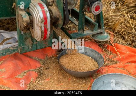 Le blé coule de la machine de battage dans le champ agricole. mise au point sélective Banque D'Images