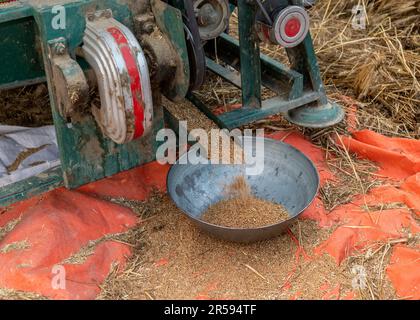 Les grains de blé fraîchement récoltés tombent de la machine de battage dans les champs. mise au point sélective Banque D'Images