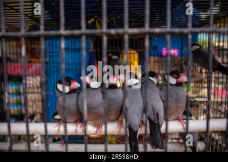 Java sparrow. Oiseaux en cages à vendre au splendide marché animalier de Malang Banque D'Images