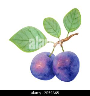 Prune fruit.branche réaliste avec des fruits entiers violets et des feuilles vertes.délicieux illustration botanique.illustration dessinée à la main avec des marqueurs et de l'eau Banque D'Images