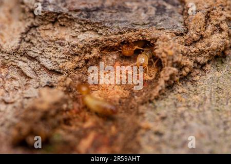 Gros plan des termites travailleurs qui marchent dans le nid sur le fond de la forêt, des termites qui marchent dans le tube de boue, des petits termites, foyer sélectif. Banque D'Images