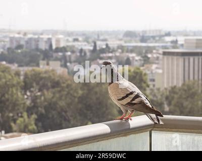 Une pigeon commun curieux Columbia livia perchée sur un haut rail de balcon avec un fond de paysage urbain flou Banque D'Images