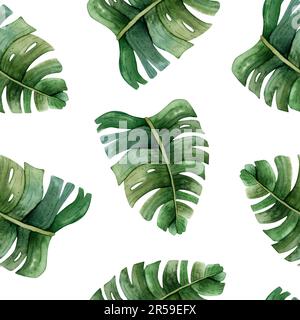 La monstère verte laisse une aquarelle tropicale sans couture sur fond blanc avec des plantes de la forêt tropicale Banque D'Images