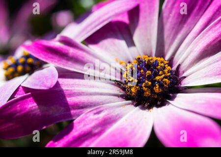 Osteospermum (Margherita africana) plantes à fleurs sur le balcon Banque D'Images