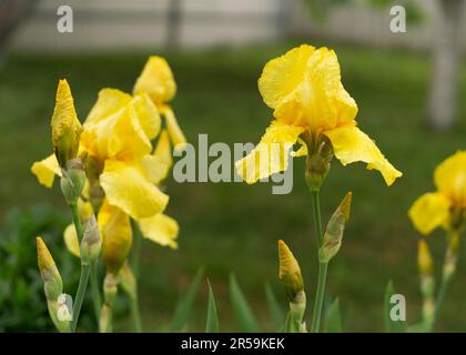 Fleur d'iris pousser dans le jardin. Gros plan d'un iris de fleur sur fond vert flou naturel. Banque D'Images