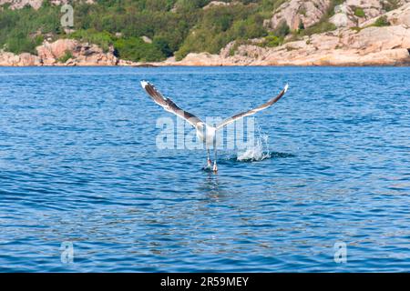 Mouette de mer pendant le décollage en mer Banque D'Images