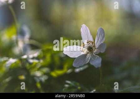 Anemone de bois Anemonoides nemorosa dans une forêt au printemps Banque D'Images