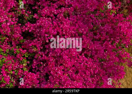 Bougainvillea rose aux fleurs luxuriantes Banque D'Images