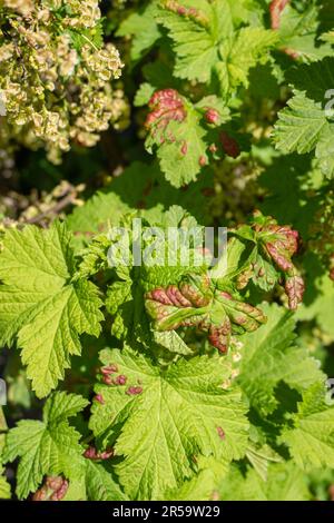 Des galettes de puceron de Blister ou de Cryptomyzus ribis sur une feuille de cassis ou de Ribes rubrum. Maladie du cassis. Banque D'Images