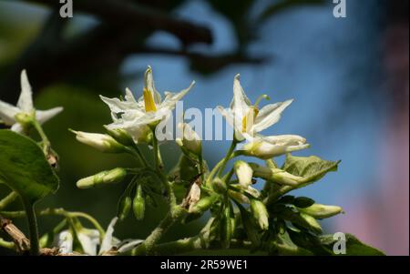 Gros plan de fleurs blanches de Solanum Torvum, d'autres noms incluent Turkey Berry, Prickly NightShade, Shoo-shoo Bush, aubergine sauvage, Pea aubergine. Banque D'Images