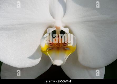 Très gros plan blanc Phalaenopsis ou connu sous le nom d'orchidées Moth. Une des orchidées les plus populaires vendues comme plante en pot. Banque D'Images