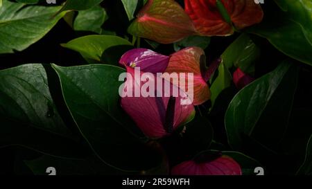 Anthurium rose, langue peinte. La fleur cireuse en forme de coeur est vraiment une spae ou une feuille qui pousse à partir de la base du spadix ou de la vraie fleur. Banque D'Images