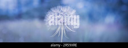 Gros plan d'un pré Salsify Tragopogon pratensis (grand pissenlit) sur fond bleu panoramique Banque D'Images