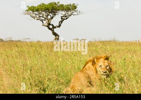 Lion masculin dans la haute herbe, Parc national de Serengeti, Tanzanie. Banque D'Images