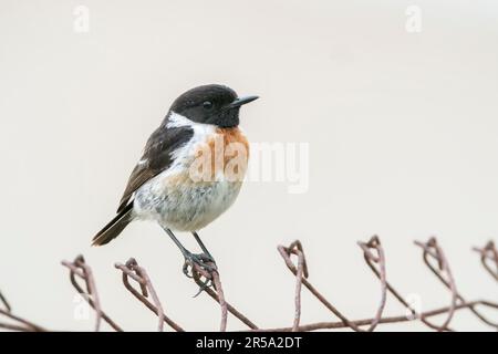 Tailleur de pierre européen, Saxicola torquata, homme adulte unique perché sur une clôture en treillis métallique, Albufera, Majorque, Iles Baléares, Espagne Banque D'Images