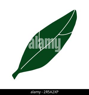 Doodle image de la feuille. Longue plante dessinée à la main isolée sur fond blanc. Feuille de citron vert avec nervures. Panneau d'été aux herbes. Illustration vectorielle florale pour moi Illustration de Vecteur