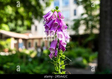 Digitalis purpurea or foxglove, poisonous species of flowering plant with dark purple flowers, Botanical garden of Brera, Milano, Italy Stock Photo