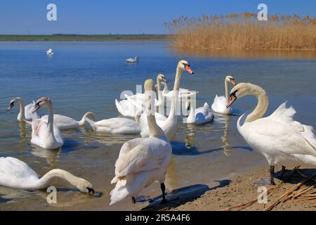 La photo montre un troupeau de cygnes blancs sur les rives de la rivière Dniester. Banque D'Images