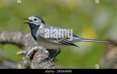 La queue blanche (motacilla alba) pour adulte fait des appels forts avec un bec large ouvert sur la perche de lichen Banque D'Images