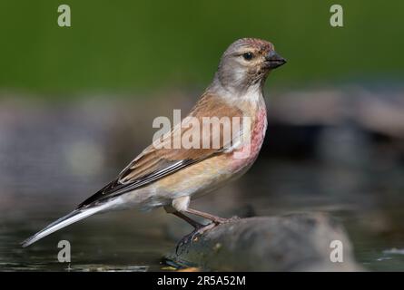 Le Linnet commun mâle coloré (Linaria cannabina) se trouve près d'un étang d'eau au printemps Banque D'Images