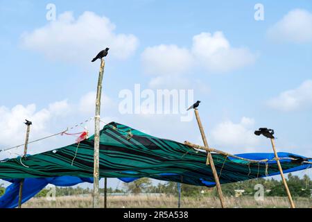 crow survolant contre le ciel bleu Banque D'Images