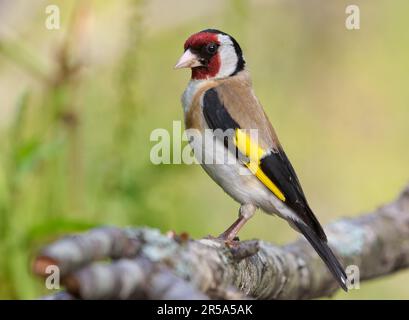 Orfèvres européens (Carduelis carduelis) perchés sur une branche couverte de lichen dans une beauté de plumage totale Banque D'Images