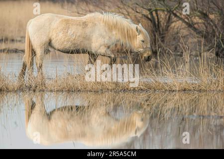 Cheval de Camargue (Equus przewalskii F. cabalus), marche à travers un marais, vue latérale, espagnol Banque D'Images