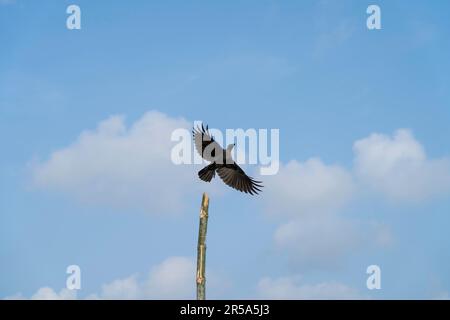 crow survolant contre le ciel bleu Banque D'Images