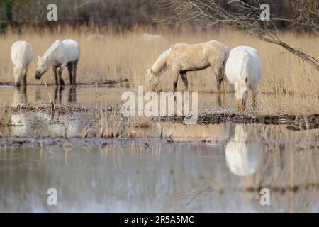 Cheval de Camargue (Equus przewalskii F. caballus), troupeau dans un marais, espagnol Banque D'Images