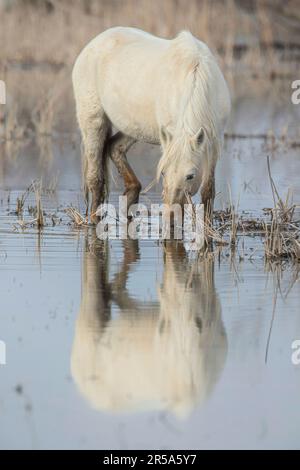 Cheval de Camargue (Equus przewalskii F. caballus), buvant dans un marais, espagnol Banque D'Images