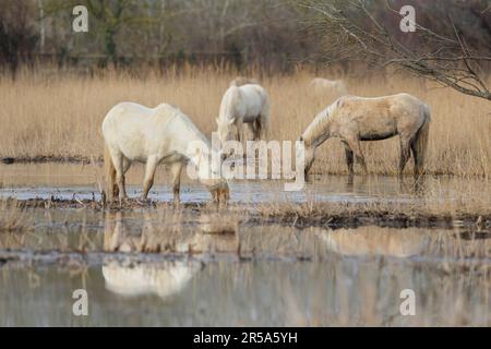 Cheval de Camargue (Equus przewalskii F. caballus), troupeau dans un marais, espagnol Banque D'Images