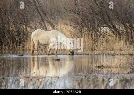 Cheval de Camargue (Equus przewalskii F. caballus), buvant dans un marais, vue latérale, espagnol Banque D'Images
