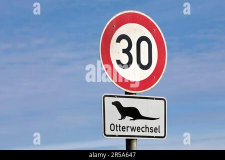 Loutre de rivière européenne, loutre européenne, loutre eurasienne (Lutra lutra), panneaux de signalisation limite de vitesse 30 et trace de loutre, Allemagne, Schleswig-Holstein, Banque D'Images