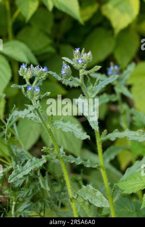 Bugloss annuel, petit bugloss (Anchusa arvensis, Lycopsis arvensis), floraison, Allemagne Banque D'Images