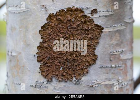 Lichen de camouflage tacheté (Melanohalea spec.), sur l'écorce de bouleau, Suède Banque D'Images