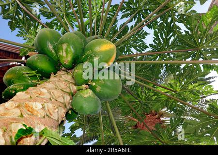 Papaye, papaw, paw paw, mamamamao, melon d'arbre (Carica papaye), papayes sur un arbre, îles Canaries, Grande Canarie, Las Palmas Banque D'Images