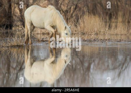 Cheval de Camargue (Equus przewalskii F. caballus), buvant dans un marais, vue latérale, espagnol Banque D'Images