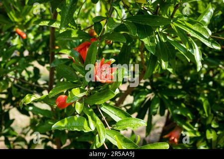 Fleurs grenade dans le jardin. Punica granatum ou branche de grenade rouge et orange vif, fleurs fraîches, avec étamines jaunes. Banque D'Images