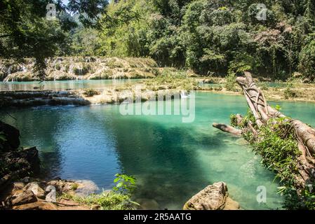 Les belles piscines de Semuc Champey, Rio Cabohon, Lanquin, Alta Verapaz, Guatemala Banque D'Images