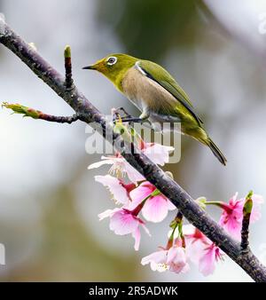 Œil blanc de Warbeling (Zosterops japonicus) d'Amami Oshima, aux îles Ryukyu, au sud du Japon. Banque D'Images